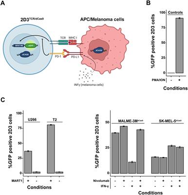 A co-culture model to study modulators of tumor immune evasion through scalable arrayed CRISPR-interference screens